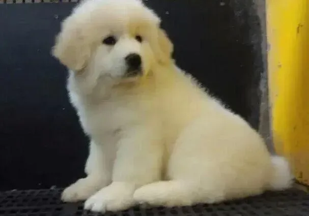 大白熊犬|为大白熊狗狗补钙的几点建议