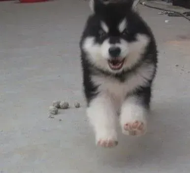 阿拉斯加犬|阿拉斯加犬多久洗一次澡好