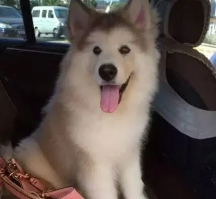 阿拉斯加犬|用真心去“面对” 背对主人的藏獒更信任主人