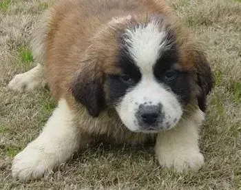 圣伯纳犬|关于圣伯纳犬骨折的一些知识