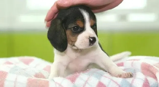 比格犬|两个月的比格犬突然拉稀是怎么了