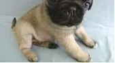巴哥犬|巴哥犬的屁股发红，有点发炎了如何处理这个问题