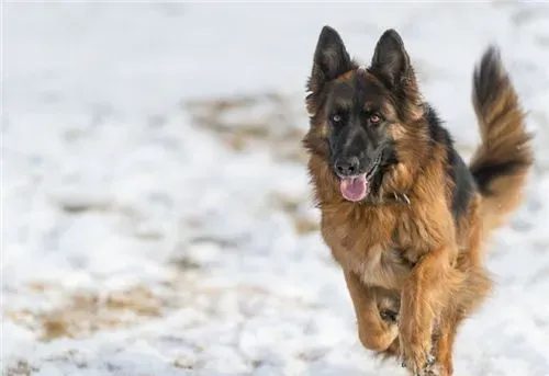 德国牧羊犬疾病 狂犬病是最常见的德牧疾病 | 德国牧羊犬