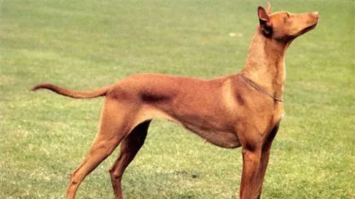 大型法老王猎犬能家养 非常适宜家养的狗狗 | 法老王猎犬