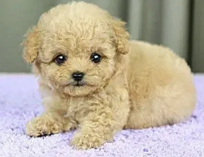 泰迪犬|泰迪犬最近感冒好几天不吃饭了是什么问题