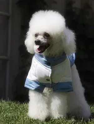 贵宾犬|洞悉你的贵宾犬对你发出的几个信号