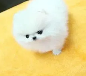 博美犬|我家博美犬四个月了应该吃点什么驱虫药