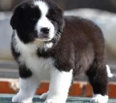 边境牧羊犬|边境牧羊犬流鼻涕还有黄色眼屎是犬瘟么