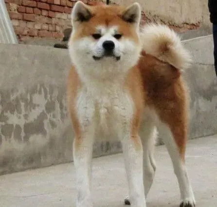 秋田犬|你知道给秋田犬洗澡的正确方法是什么么？
