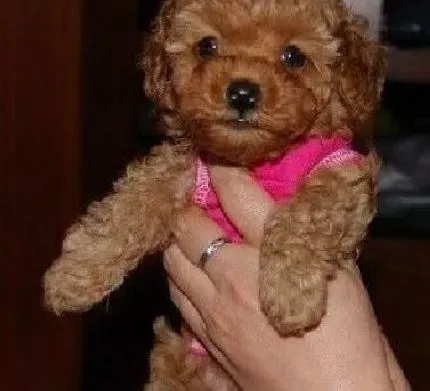 贵宾犬|喂养贵宾犬有哪些需要注意的问题