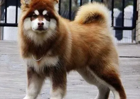 阿拉斯加犬|两个月的阿拉斯加犬可以吃干狗粮吗