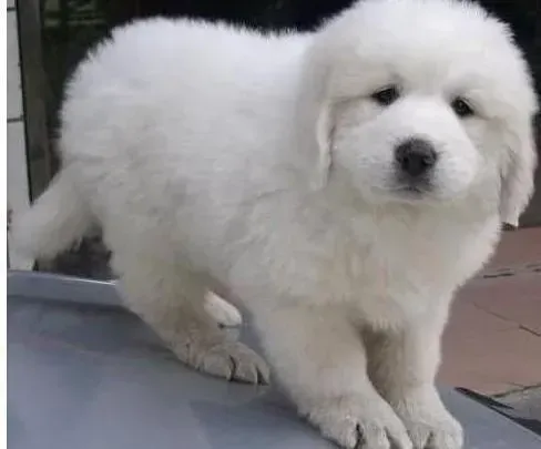 大白熊犬|大白熊犬牙齿出现牙垢有什么方法可以预防牙结石