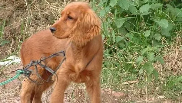 可卡犬|营养又健康 如何让可卡犬重拾对狗粮的喜欢