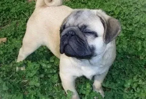 巴哥犬|为什么巴哥犬睡着了还会尿床
