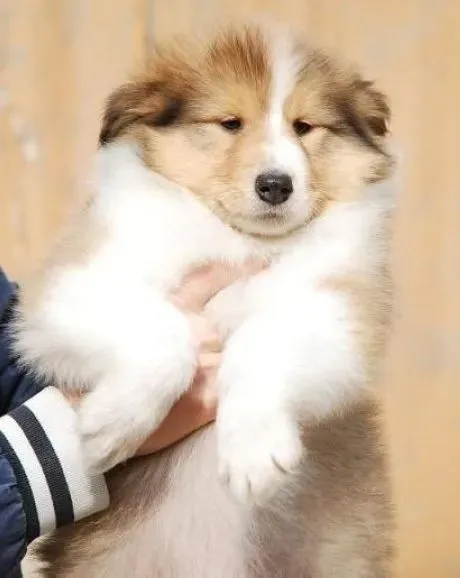 苏格兰牧羊犬|苏格兰牧羊犬出现缺钙的情况时需要怎么做