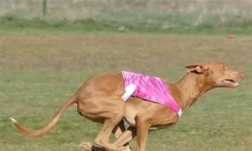 大型法老王猎犬能家养 非常适宜家养的狗狗 | 法老王猎犬