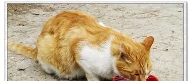 猫咪吃鸡肝好吗 鸡肝不能当主食要少吃 | 猫