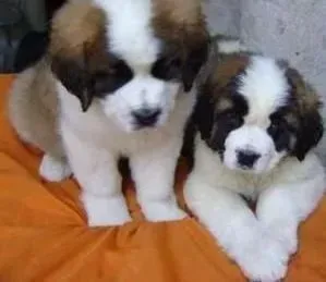 圣伯纳犬|如何减轻圣伯纳犬的肠胃胀气变化
