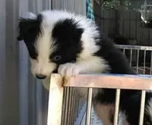 边境牧羊犬|边境牧羊犬牙周炎的表现症状和其会引发的三大疾病