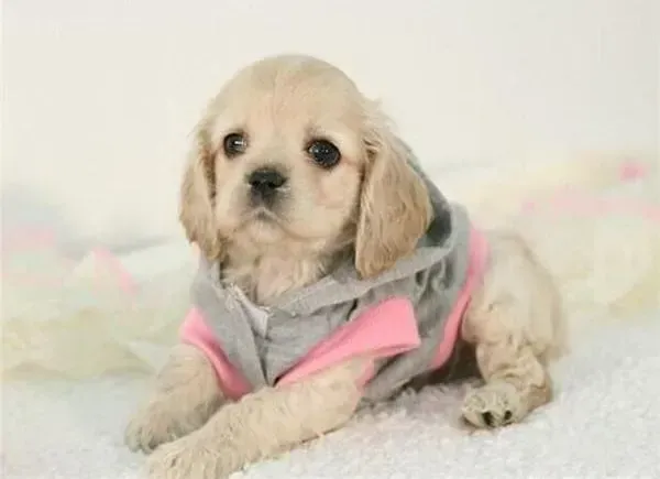可卡犬|可卡犬抓脸的原因都包括哪些方面
