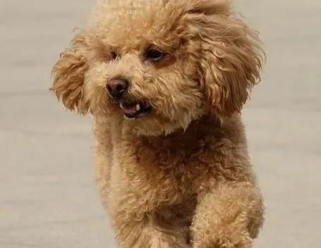 贵宾犬|贵宾犬后左腿突然瘸了这是什么情况