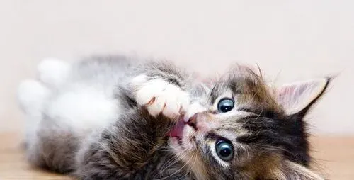 猫一天吃几餐 一顿吃多少 | 猫