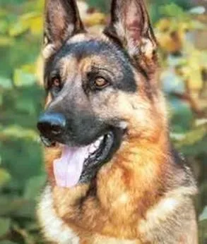 德国牧羊犬|新生德国牧羊犬幼犬的健康情况是怎样的
