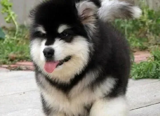 阿拉斯加犬|怎样做好阿拉斯加雪橇犬的社会化训练