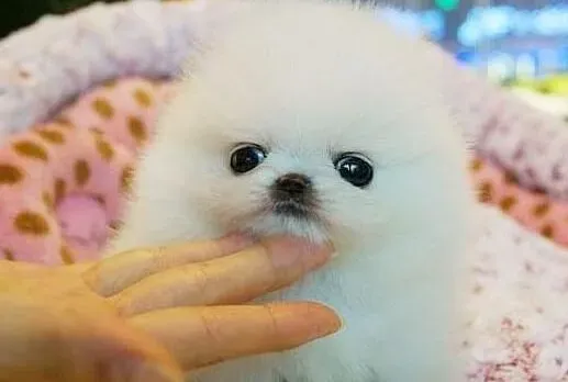 博美犬|怎样纠正博美犬爬跨到另一只狗身上