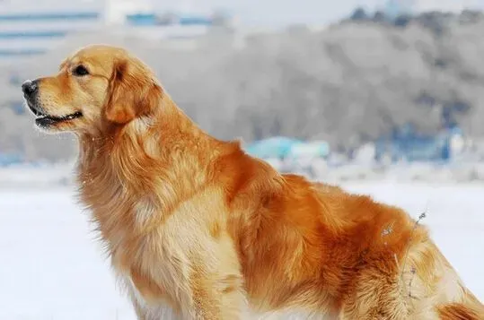 金毛犬吃什么狗粮好 尽量选择进口天然粮 | 金毛犬