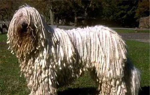 哪里能买到可蒙犬 可蒙犬可在网上购买 | 可蒙犬