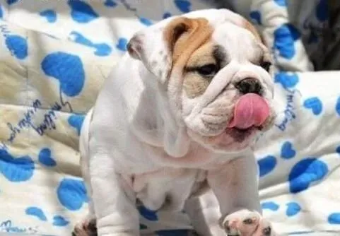 英国斗牛犬|为斗牛犬洗澡我们该注意哪些问题