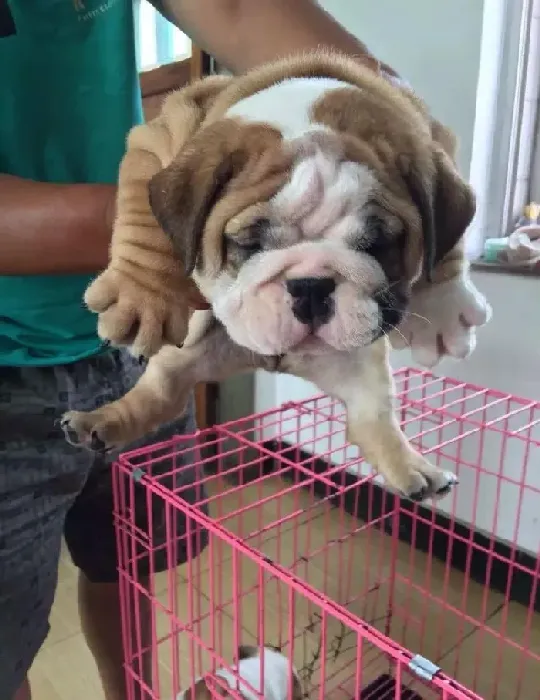 英国斗牛犬|斗牛犬吃肉的讲究有哪些不为人知的秘密