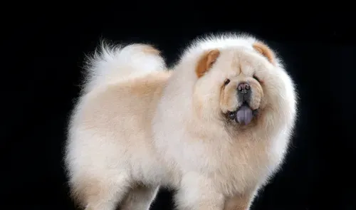 宠物犬的种类 宠物狗一共有一百多种 | 狗