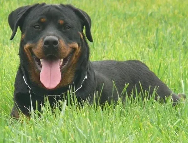 罗威纳犬|如何在家里帮罗威纳犬处理耳朵问题