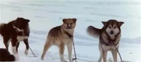 桦太犬是什么品种 一种产于日本的雪橇犬 | 桦太犬