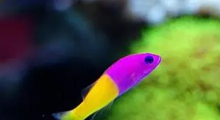 双色草莓鱼怎么养 水温为26度的水族箱 | 双色草莓鱼