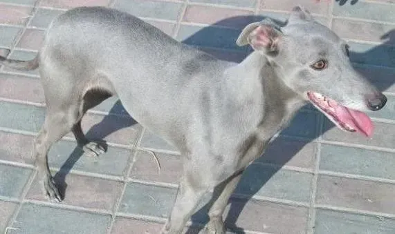 格力犬|我家格力犬又拉又吐应如何医治