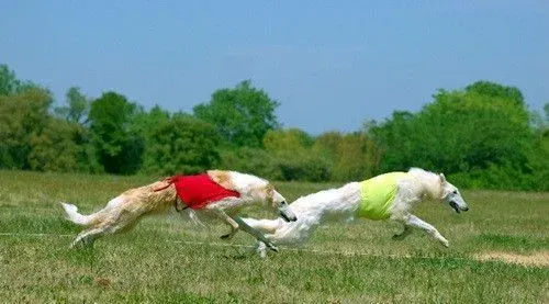 苏俄猎狼犬容易生病 苏俄猎狼犬感冒了怎么办 | 苏俄猎狼犬