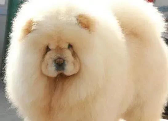 松狮犬|我家松狮犬总是频繁的呕吐是怎么了