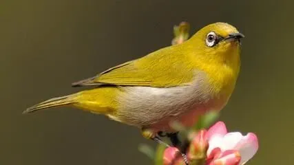 秀眼鸟怎么养 最好雌雄成对饲养 | 秀眼鸟