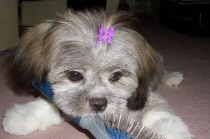 拉萨犬吃什么好 需记住几样不能吃的东西 | 拉萨犬