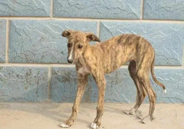 格力犬|格力犬精神不好拉稀还有血该怎么办