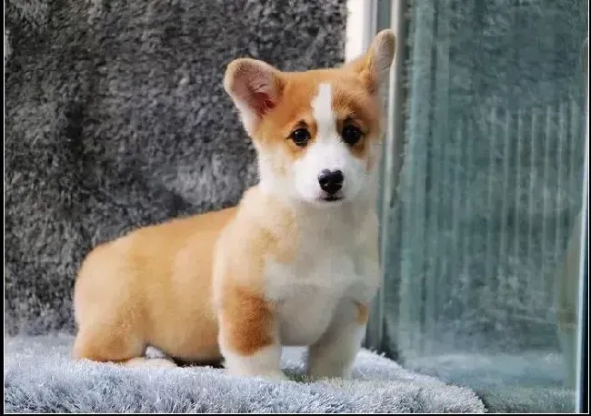 柯基犬|如何通过柯基犬的饮食状态看出它是否健康