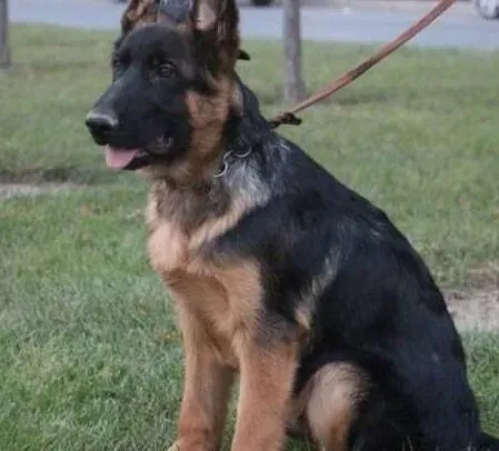 德国牧羊犬|精装的德国牧羊犬商品狗粮食用前需要加热么