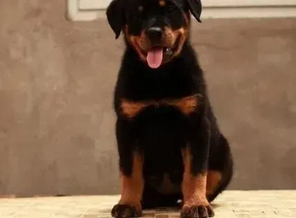 罗威纳犬|罗威纳犬为什么不吃东西，肚子胀