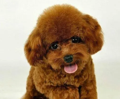 泰迪犬|我家泰迪犬不喜欢狗链子怎么办
