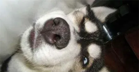 哈士奇犬细小病毒 哈士奇犬细小病毒如何防治 | 哈士奇