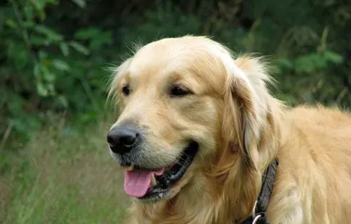 金毛多大开始驱虫 幼犬20日龄时即应驱肠虫 | 金毛犬