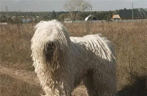 哪里能买到可蒙犬 可蒙犬可在网上购买 | 可蒙犬